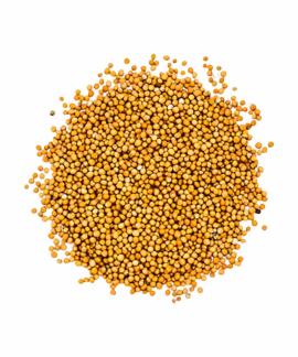 Semente de Mostarda Amarela 500g Armazém Seu Luiz